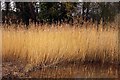 Reeds in Lashford Lane Fen in OX13 6FD