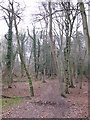 Thicket Copse in RG4 9HH