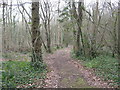 Permissive footpath in West Wood in TA4 4DL