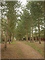 Tree-lined path, Great Holm in MK8 0EU