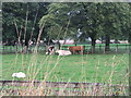 Livestock at Norwood House Farm. in LS14 3EH