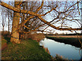 Trees alongside the River Yare at Harford, looking east in NR4 6LR