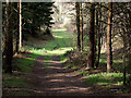 Footpath through the trees near Beckbury, Shropshire in TF11 9DQ