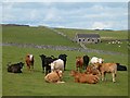Pastoral with cattle and stone barn in Newton Grange