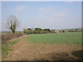 Woodlands, crop field in BH21 7HW