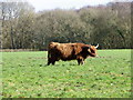 Highland cow, Organford in BH16 6FE