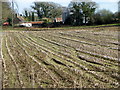 Maize stubble near Warren Farm in BH20 7NP