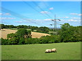 Sheep in field under powerlines in EX13 7JF