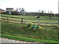 Daffodils and ponies in PE11 3ST