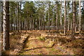 Forest ride in Rempstone Heath in BH20 5JJ