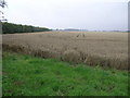 Big Field of Wheat in Welton Le Marsh