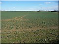 Vehicle tracks in the crops in Thistleton