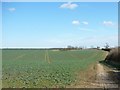 Tracks in the crops, east of New Road in Thistleton