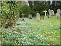 Snowdrop, St Winfred's Churchyard in East Dean