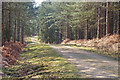 Undulating Forest Track in SO43 7GE