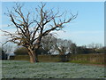 Old oak on a field edge in GL19 4DT