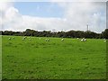 Twenty Sheep In A Field in LL69 9UF