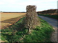 Hedge on Choseley Road, Docking in PE31 8LZ