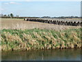Rolls of straw on the edge of Babingley River in PE31 6AW