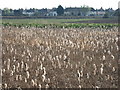 Bulrushes bursting open in PE15 0DF
