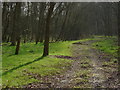 Woods north of Hookstone Farm in GU18 5XR