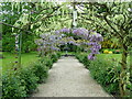 Wisteria arch at Glansevern Hall in SY21 8BF