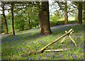 Bluebells in Edwin's Hall Woods, Woodham Ferrers in CM3 5TR
