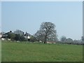 Houses on Wotton Lane and a solitary tree in EX8 5LZ