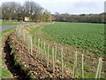 New hedge, Whittonditch in SN8 2XB