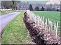 New hedge near Knighton in SN8 2QB