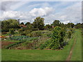 Allotments, Great Kingshill in HP15 6EZ