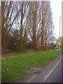 Trees along Staines bypass in TW15 3TD