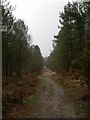 White Sheet Plantation, forestry road in BH21 7DA
