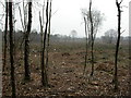 White Sheet Plantation, clear fell in BH21 7DA