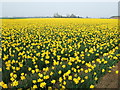 Daffodils - The joy of springtime on Joy's Bank in PE12 8SD