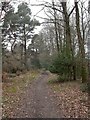 White Sheet Plantation, bridleway in BH21 7DA