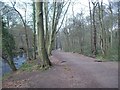 Woodland Path by the River Don in S35 0AY