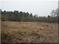 White Sheet Plantation, clear fell in BH21 7BJ