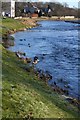 Ythan Ducks in Ellon