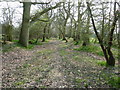 Path through narrow strip of woodland in BN5 9SF