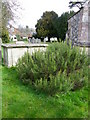 Rosemary, St Mary's Churchyard in SP3 4BZ