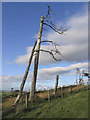 Dead Scots Pine Trees in TD1 2QL