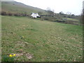 Daffodil lined pathway to and from Lan Fawr Cottage in SY15 6DQ