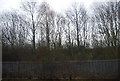 Woodland by the East Coast Main Line south of Darlington South Junction in DL2 1GW