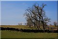 Stand of Trees near Ferneyrigg in NE19 2RF