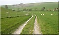 Farm Track and Young Trees, Portesham in DT3 4HE
