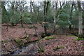 Stream in Pipers Copse, Lower Canterton, New Forest in SO43 7HN