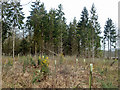 Replanted woodland, Pallinghurst Estate in RH14 0QW