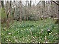 Uddens, wild daffodils in BH21 7BD