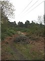 Uddens, forestry track in BH21 2UR